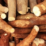 Harga Singkong Tertekan, Pemprov Lampung Perkuat Kemitraan Petani dan Industri Tapioka