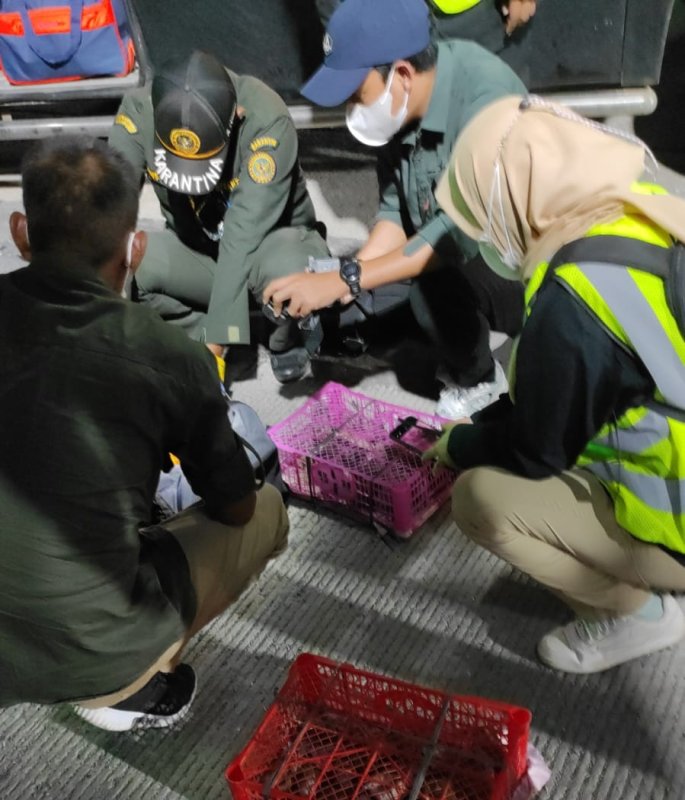 Petugas Gagalkan Penyelundupan Burung di Bakauheni, Pelaku Gunakan Identitas Palsu