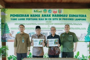 Dukung Konservasi Satwa Liar, Gubernur Mirzani Kenalkan Anak Harimau Puspa dan Muli Sikop