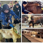 Penjualan Sapi Kurban Lampung 2026 Naik 40,15%, Domba Melonjak 121,76%