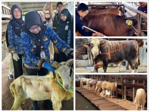 Penjualan Sapi Kurban Lampung 2026 Naik 40,15%, Domba Melonjak 121,76%
