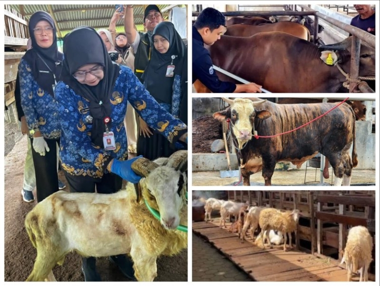 Penjualan Sapi Kurban Lampung 2026 Naik 40,15%, Domba Melonjak 121,76%