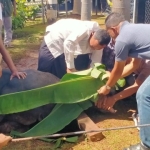 Kodim 0410/KBL Bagikan Hewan Kurban Door to Door, Libatkan Anggota dalam Proses Penyembelihan