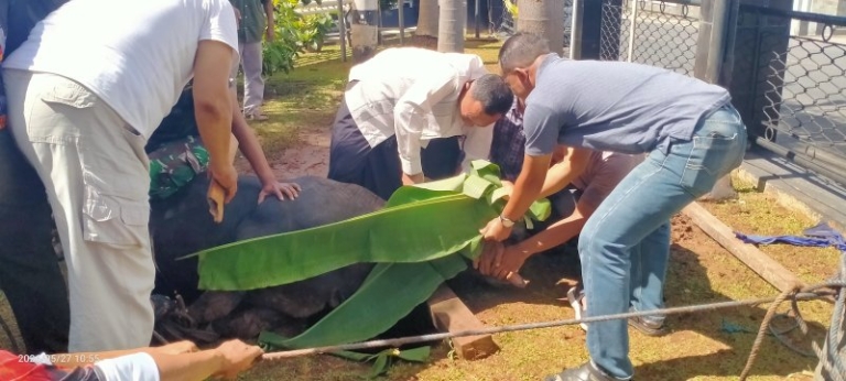 Kodim 0410/KBL Bagikan Hewan Kurban Door to Door, Libatkan Anggota dalam Proses Penyembelihan