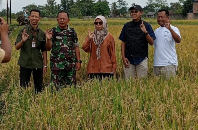 BULOG Lampung Perkuat Ketahanan Pangan, Serap 369 Ribu Ton Gabah Petani