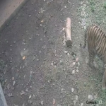 Dua Ekor Anak Harimau Sumatera Lahir di Lembah Hijau Lampung   