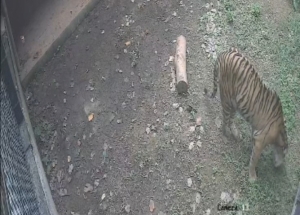 Dua Ekor Anak Harimau Sumatera Lahir di Lembah Hijau Lampung   