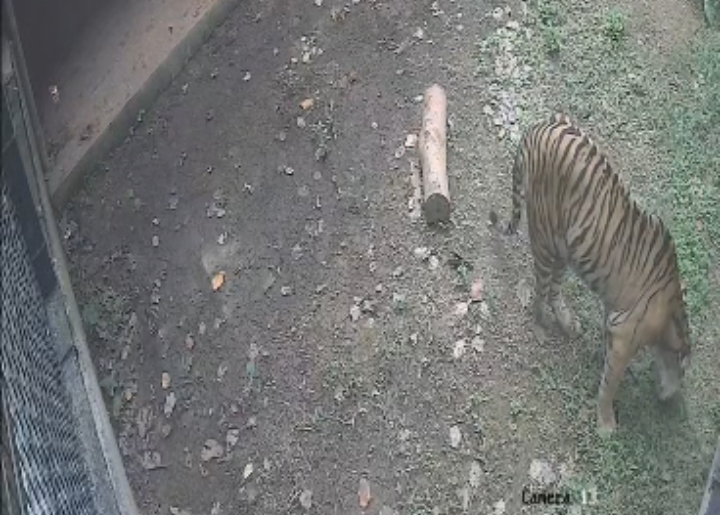 Dua Ekor Anak Harimau Sumatera Lahir di Lembah Hijau Lampung   