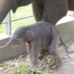 Setelah Melahirkan Dua Anak Harimau, Kini Bayi Gajah Sumatera Lahir di Lembah Hijau Lampung