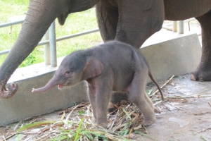 Setelah Melahirkan Dua Anak Harimau, Kini Bayi Gajah Sumatera Lahir di Lembah Hijau Lampung