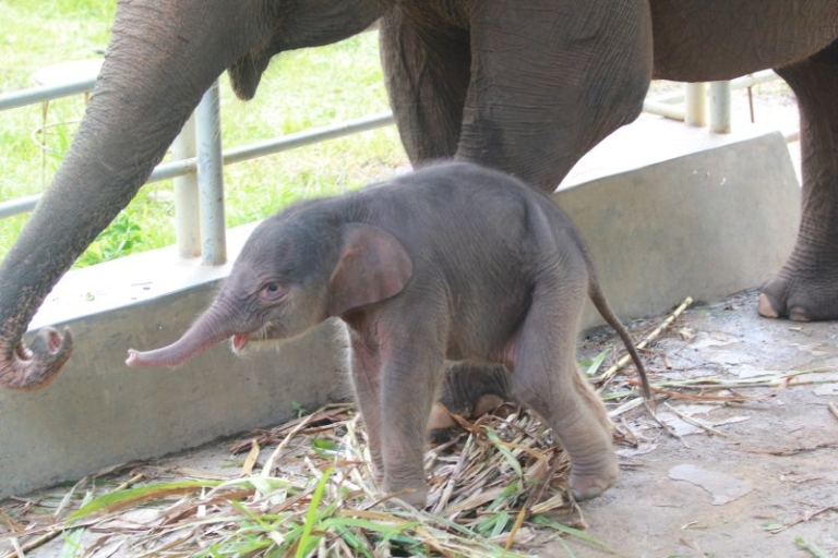 Setelah Melahirkan Dua Anak Harimau, Kini Bayi Gajah Sumatera Lahir di Lembah Hijau Lampung