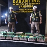Modus Titip Muatan Terbongkar, Karantina Lampung Gagalkan Pengiriman 172 Burung Tanpa Dokumen