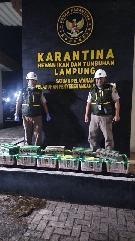 Modus Titip Muatan Terbongkar, Karantina Lampung Gagalkan Pengiriman 172 Burung Tanpa Dokumen