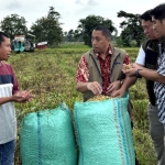 Serapan Gabah Bulog Tembus 3 Juta Ton, Lampung Sumbang 400 Ribu Ton