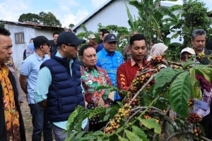 Pupuk Hayati Cair Dongkrak Produktivitas dan Percepat Masa Panen Kopi