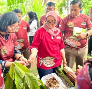 Transformasi Kakao Lampung Timur, Dari Kebun Menuju Produk Bernilai Tinggi