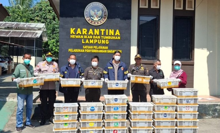 Dari Bagasi Gelap Menuju Langit Biru, Penyelundupan 670 Burung Ilegal Kandas di Pelabuhan Bakauheni