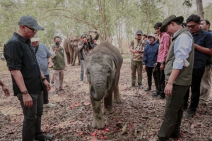 Mitigasi Konflik Gajah di Way Kambas Diperkuat, Masyarakat dan Konservasi Jadi Perhatian