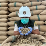 Ekspor Kopi Indonesia ke Italia Melonjak 91 Persen, Kopi Sangrai Lampung Bidik Pasar Global