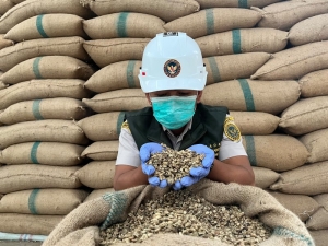 Ekspor Kopi Indonesia ke Italia Melonjak 91 Persen, Kopi Sangrai Lampung Bidik Pasar Global