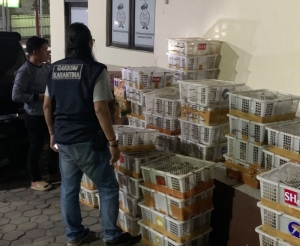 832 Ekor Burung Tanpa Dokumen Diamankan di Bakauheni, Diangkut Pakai Minibus Modifikasi